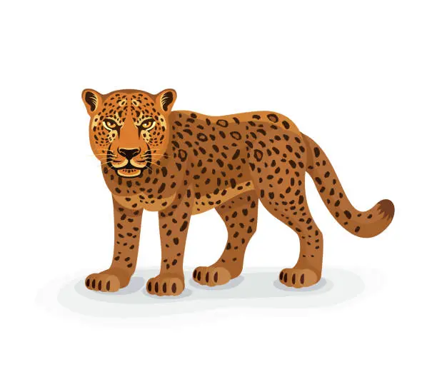 Vector illustration of Leopard. Panthera pardus. Standing.