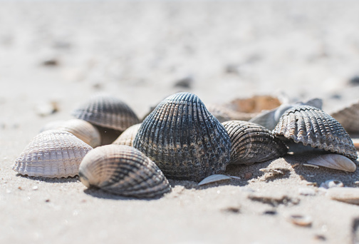 A bowl of fresh steamed clams with fresh basil and red pepper flakes