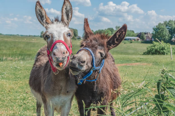 two donkeys in the field