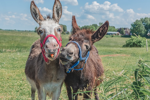 two donkeys in the field, one donkey holding a carrot in his mouth