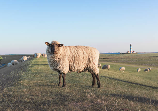 istock white sheep stands in a field 1517012054