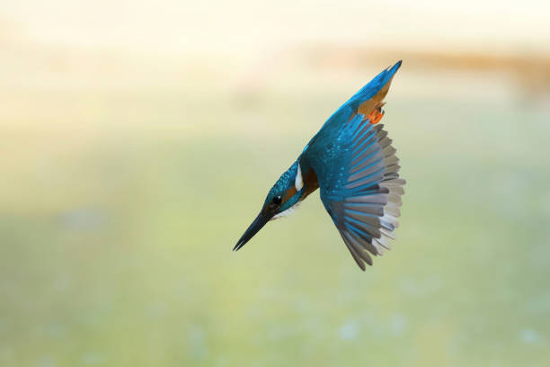 istock Kingfisher diving to catch a fish caught in flight - Italy 1517026096