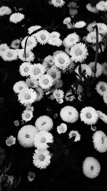 цветы черные, белые - close up flower high contrast spring стоковые фото и изображения
