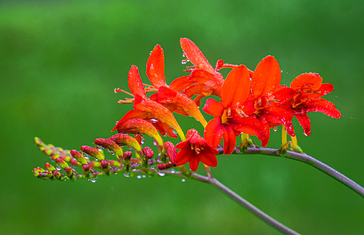 Close up of a Lucifer Crocosmia flower dripping with morning raindrops growing in a Cape Cod garden.