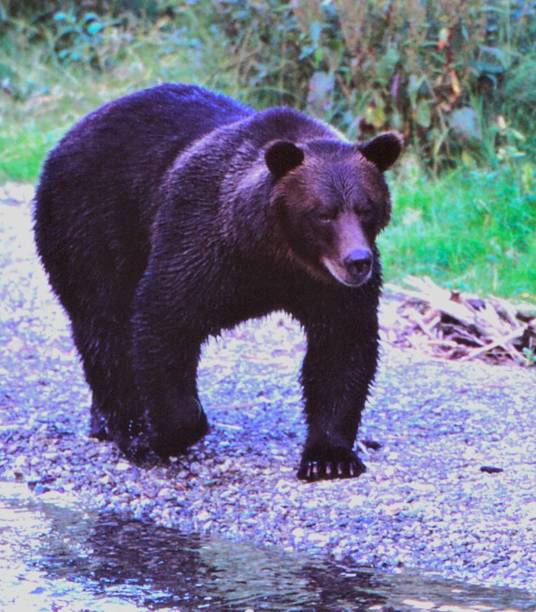 istock Grizzly Bear - Fish Creek - Hyder, Alaska 1517041197