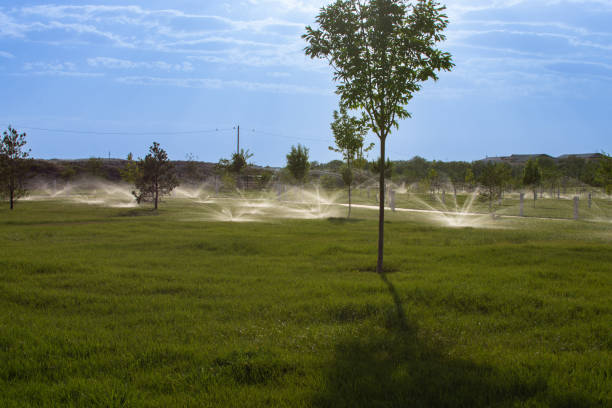 podlewanie trawnika wodą poprzez spryskiwanie konewki - chazon zdjęcia i obrazy z banku zdjęć