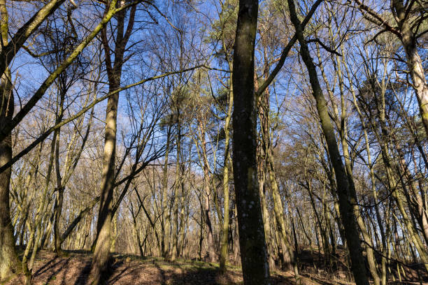 istock hilly territory with trees without foliage in the spring season 1517072087