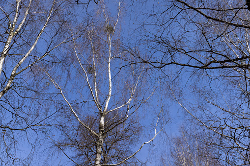 Birch tree branches in the park in spring sunny weather, old tall birches in the park in spring