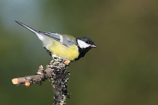 istock Adult male Great Tit (Parus major) 151707683