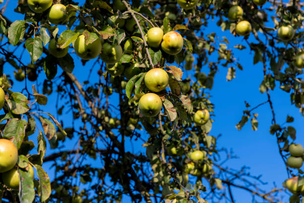 istock Ripe apples hanging on a tree in the orchard 1517077225