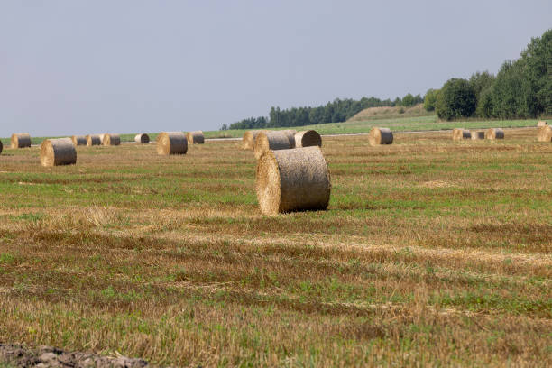 istock A field with cereals in the summer 1517079066