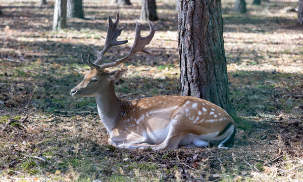 istock Deer resting in hot weather 1517079084