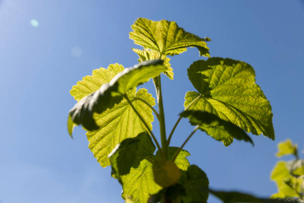 istock a young currant shrub with green foliage and flowers 1517080652