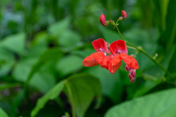 istock Blooming beans in the garden, red flowers. 1517088566