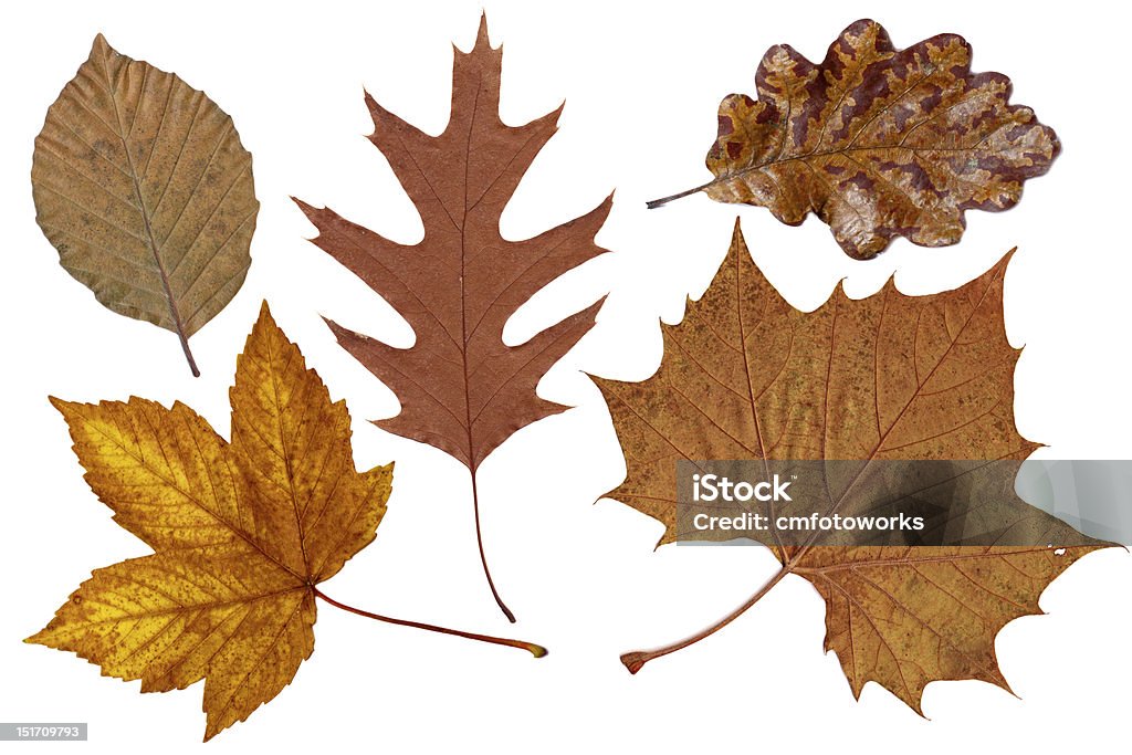 Brown autumn leaves Brown autumn leaves of oak, plane, maple and beech trees Arrangement Stock Photo