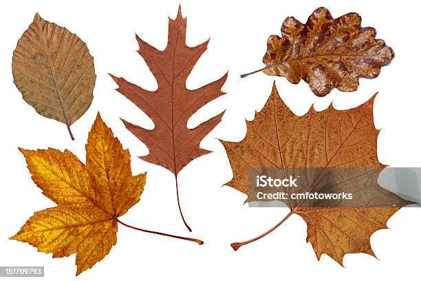 Brown Autumn Leaves Stock Photo - Download Image Now - Arrangement, Autumn, Beech Tree