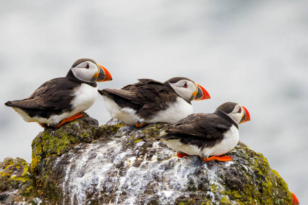 Free Stock Photo of Three Puffins on Rocks | Download Free Images and ...