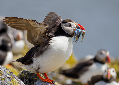 A Puffin (Fratercula arctica) on the Isle of May, Scotland