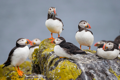A group of Puffins (Fratercula arctica) on the Isle of May, Scotland