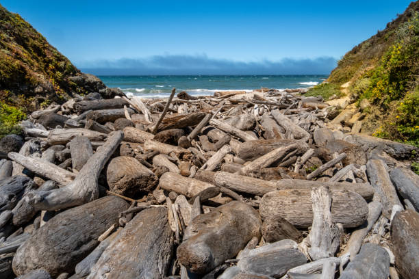 A massive pile of driftwood leads to the beach with breaking waves in Andrew Molera State Park, Big Sur, California
