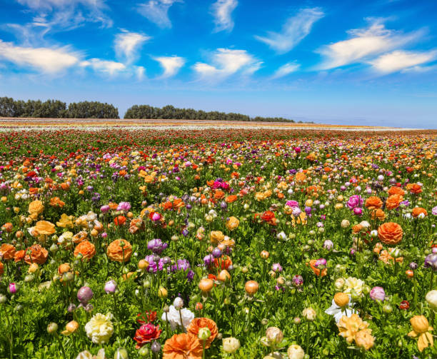istock The flowers of bright colors 1517129976