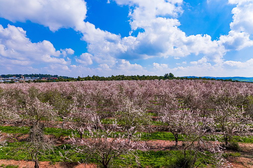 Spring in Israel. Huge flowering almond grove. Trees blooming with pink flowers, planted between grass strips. Beautiful sunny spring day. Shooting from a height with a flying camera
