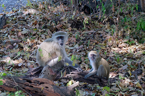 Cute Vervet monkey and a baby monkey (Chlorocebus pygerythrus) sitting on the ground in Victoria Falls National Park, Zimbabwe and Zambia