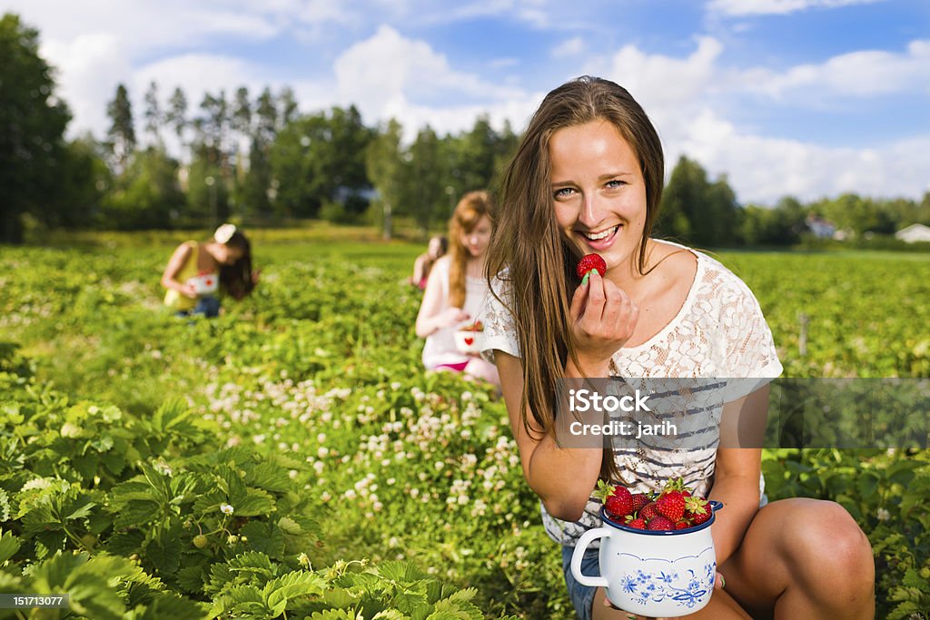 Harvest Harvesting girl on the strawberry field. Focus on her and behind group of girls, she look toward camera, horizontal format Abundance Stock Photo