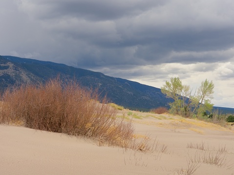 Plants adapt in the shifting sands of Great Sand Dunes National Park and Preserve. The sand is always moving in this environment upwind of the Sangre de Cristo mountain range Colorado. With snow and rain clouds in the distance.