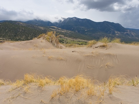 Plants adapt in the shifting sands of Great Sand Dunes National Park and Preserve. The sand is always moving in this environment upwind of the Sangre de Cristo mountain range Colorado. With snow and rain clouds in the distance.