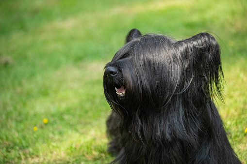A black Skye Terrier,  looking left with long coat over face and eyes, with mouth open showing perfect white teeth. A Scottish dog breed, one of the most endangered native dog breeds in the United Kingdom