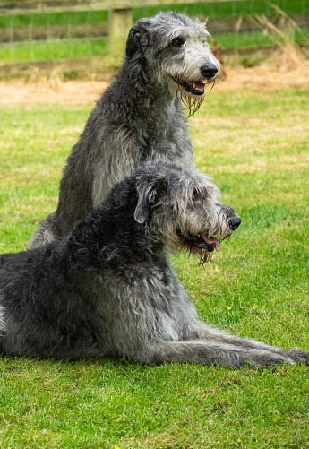 Pair of graceful Irish Wolf Hounds, looking to the right, considered to a a British vulnerable breed, one of the largest dog breeds, against a green blurred background