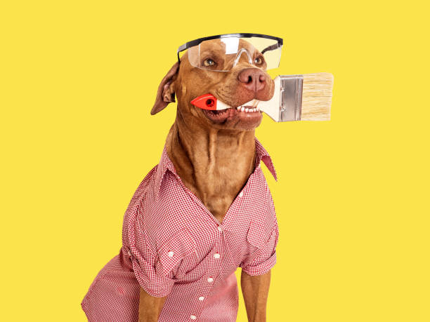 istock Cute brown dog, paint brush and goggles 1517153917