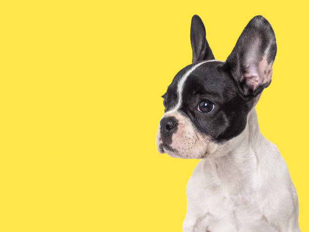 istock Cute puppy sitting on the table. Studio shot 1517155582