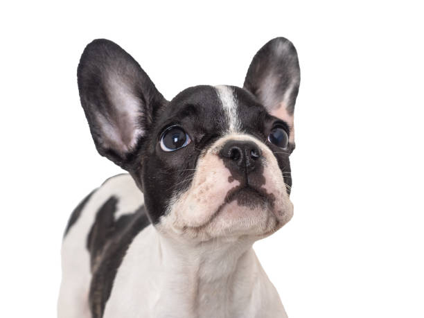 istock Cute puppy sitting on the table. Studio shot 1517155601