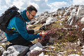 Caucasian man, exploring the wild flower, during hike through Dolomites