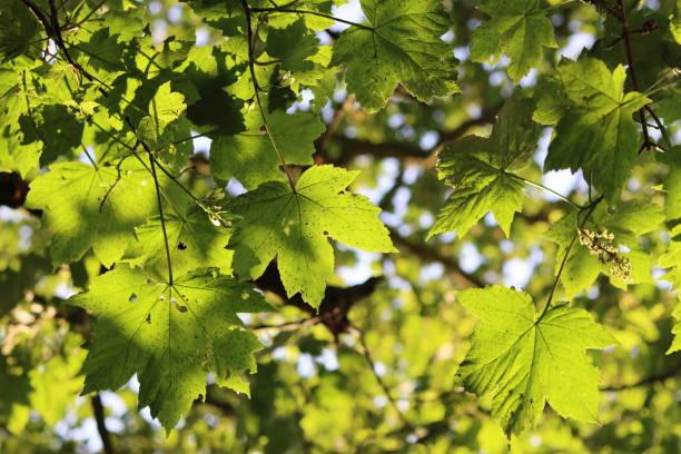 istock Close up of maple tree leaves illuminated by bright sunlight shining straight through 1517177505