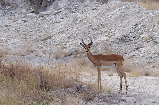 View of a young Impala standing on the path in Zambezi National Park, Zimbabwe
