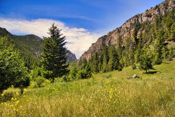 istock Yellow Flowers and Mountains 1517183921