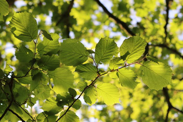 istock Close up of beech tree leaves illuminated by bright sunlight shining straight through 1517183945
