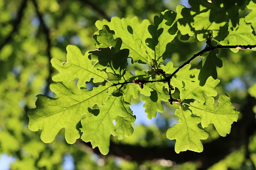 Close up of oak tree leaves illuminated by bright sunlight shining straight through