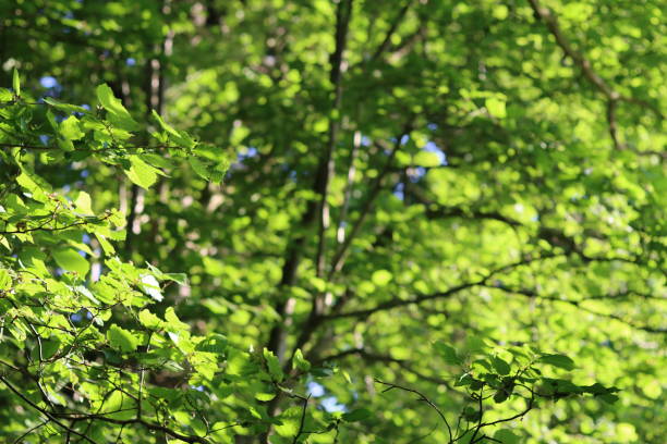 Bright green beech tree leaves in a woodland, illuminated by sunlight