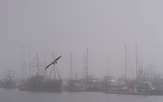 Pelicans searching for food near the Half Moon Bay, CA boat harbor during heavy fog on a July summer day.