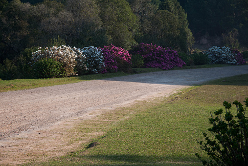 Hydrangeas on a country road in summer