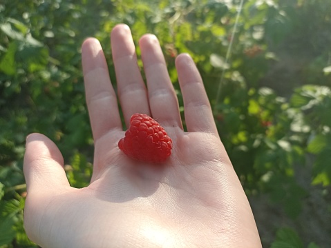 A woman examines the fruits of ripe Maravilla raspberries on a bush. Large varieties of raspberries grow on the farm.