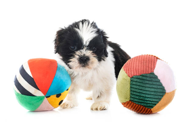 istock puppy Shih Tzu in studio 1517210638