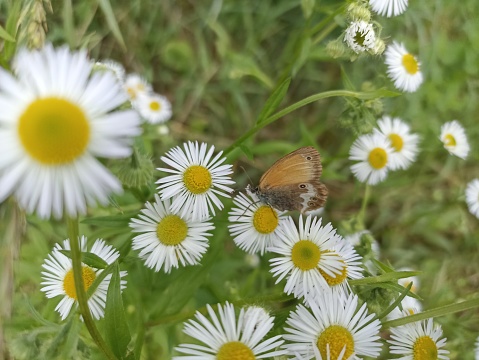 Erigeron annuus, the annual fleabane, daisy fleabane,  eastern daisy fleabane. Coenonympha arcania, the pearly heath, is a butterfly species belonging to the family Nymphalidae.