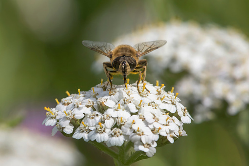 A bee in side view on a white flower cropped as macro shot, Germany