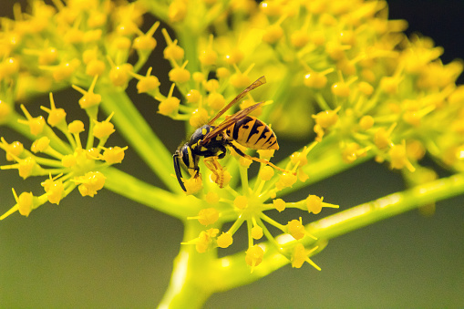 Wasp on Yellow Flower: Macro Delight with Shallow Depth of Field