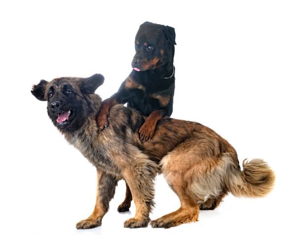 istock Leonberger and rottweiler in studio 1517237029